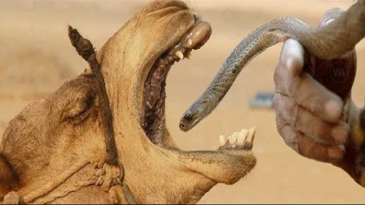 cobra and camel