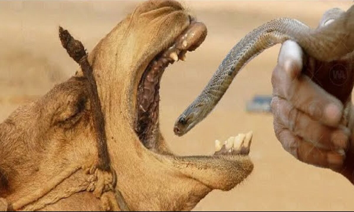 cobra and camel