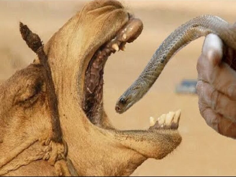 cobra and camel