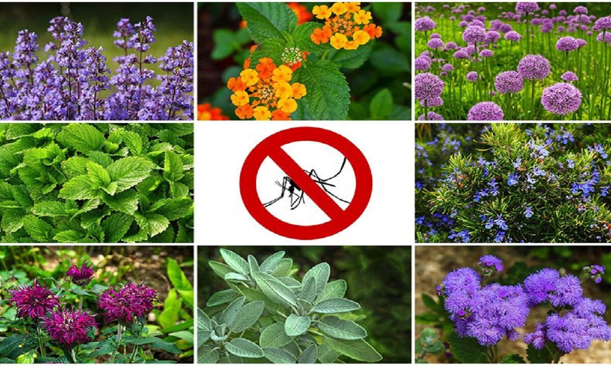 plants for mosquitoes