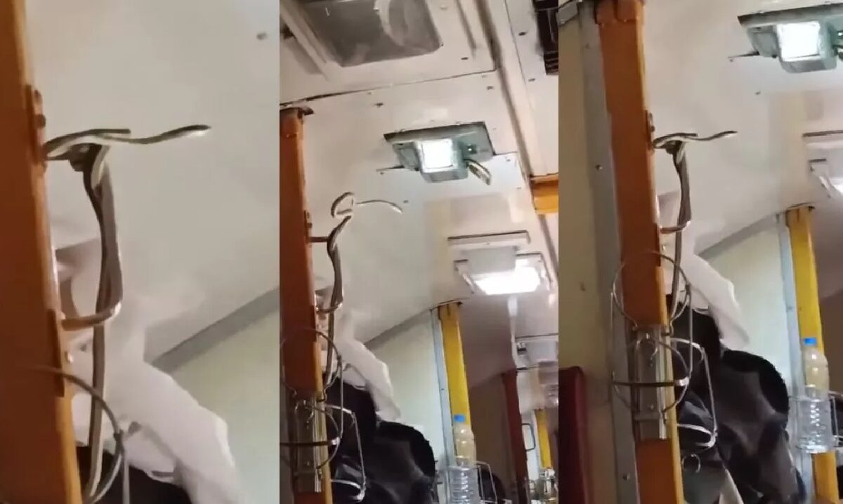 Snake In Train Video