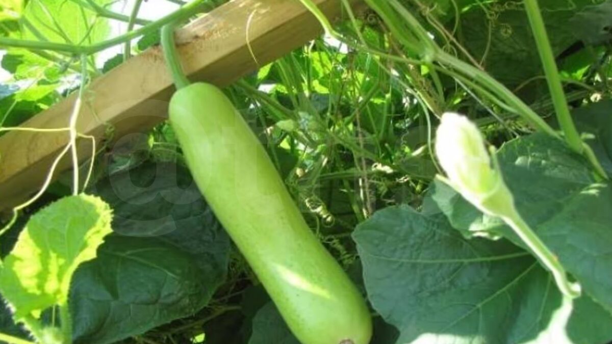 bottle gourd benefits