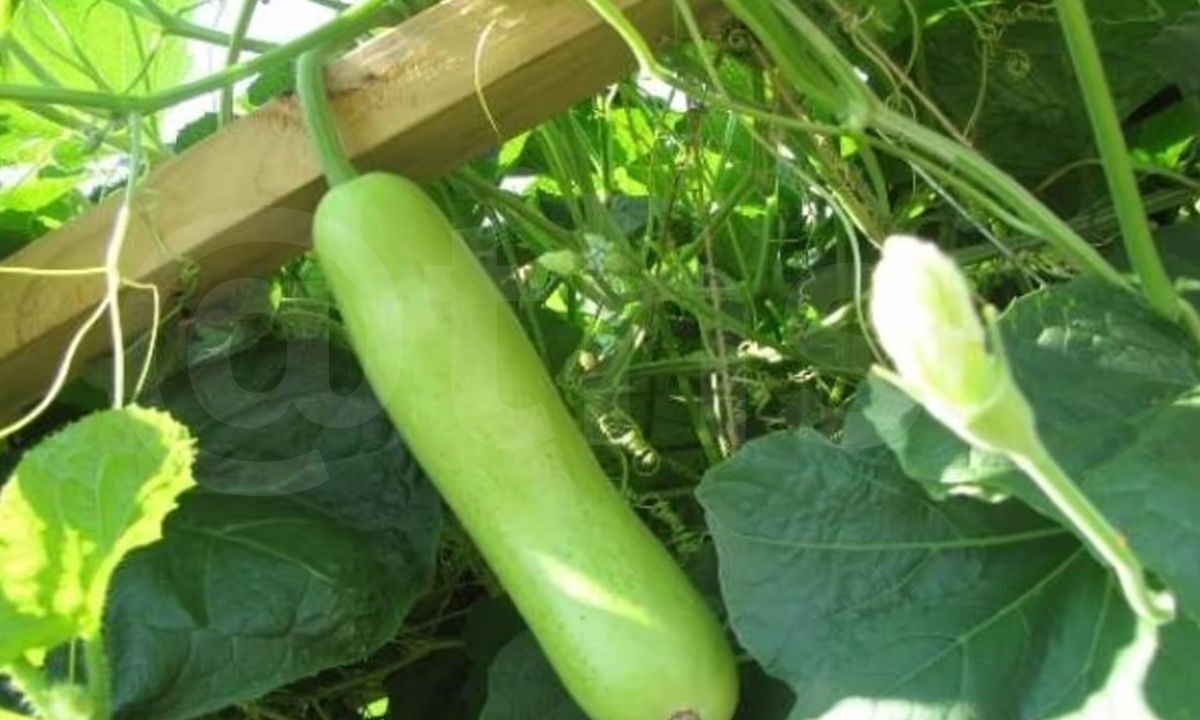 bottle gourd benefits