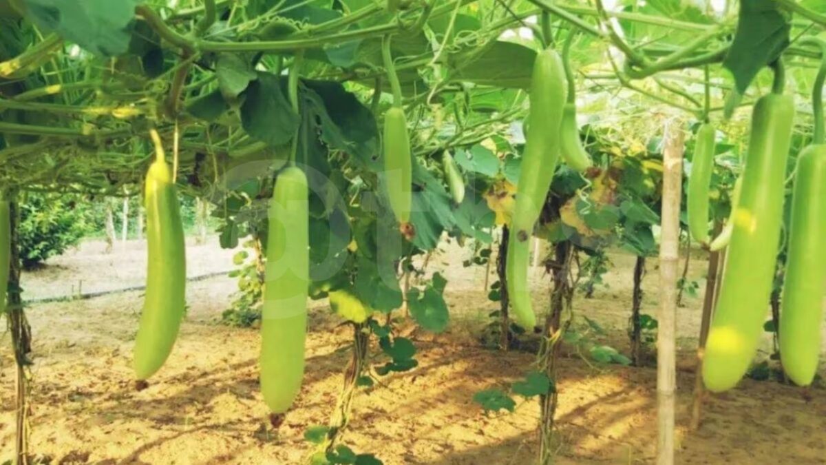 pumpkin farming