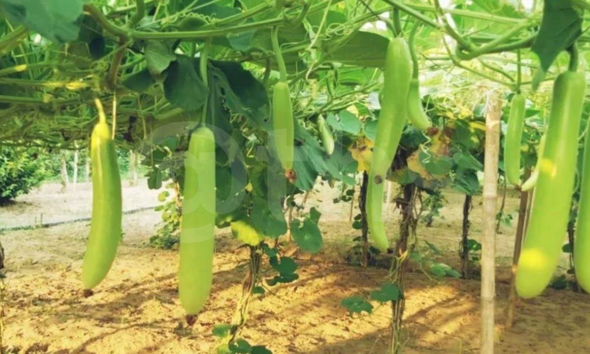 pumpkin farming