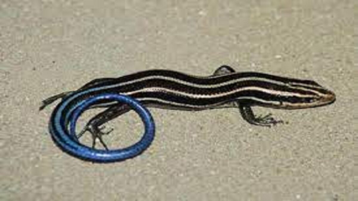 skink facts