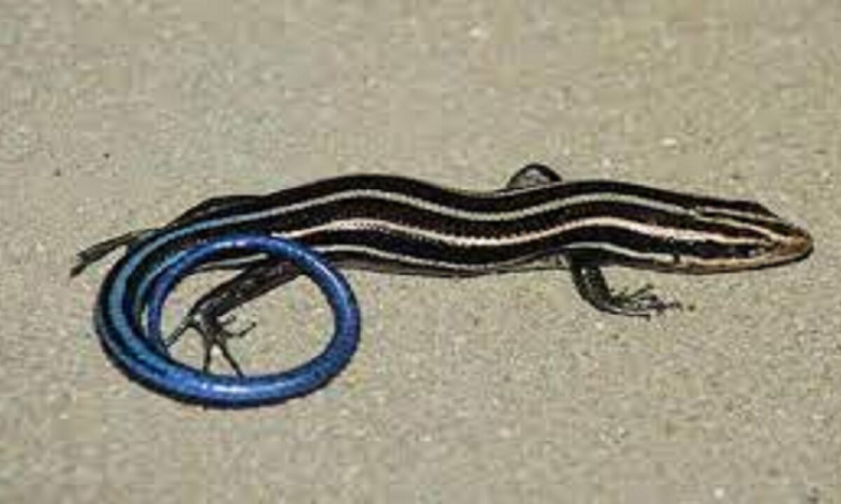 skink facts