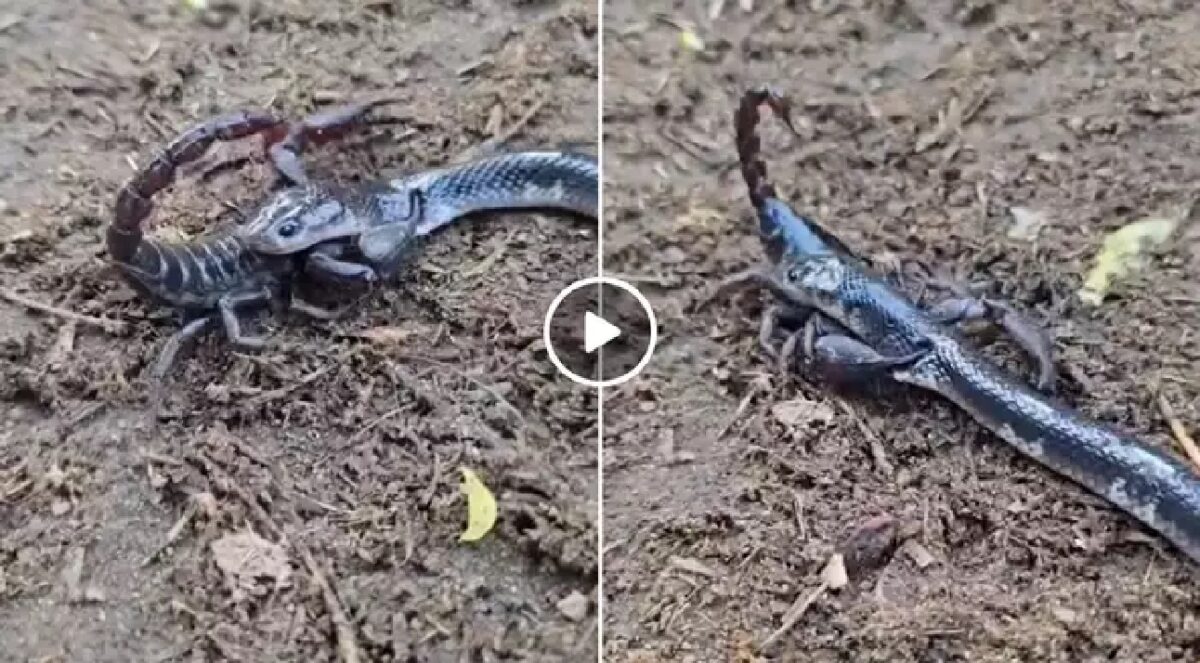 snake and scorpion fight