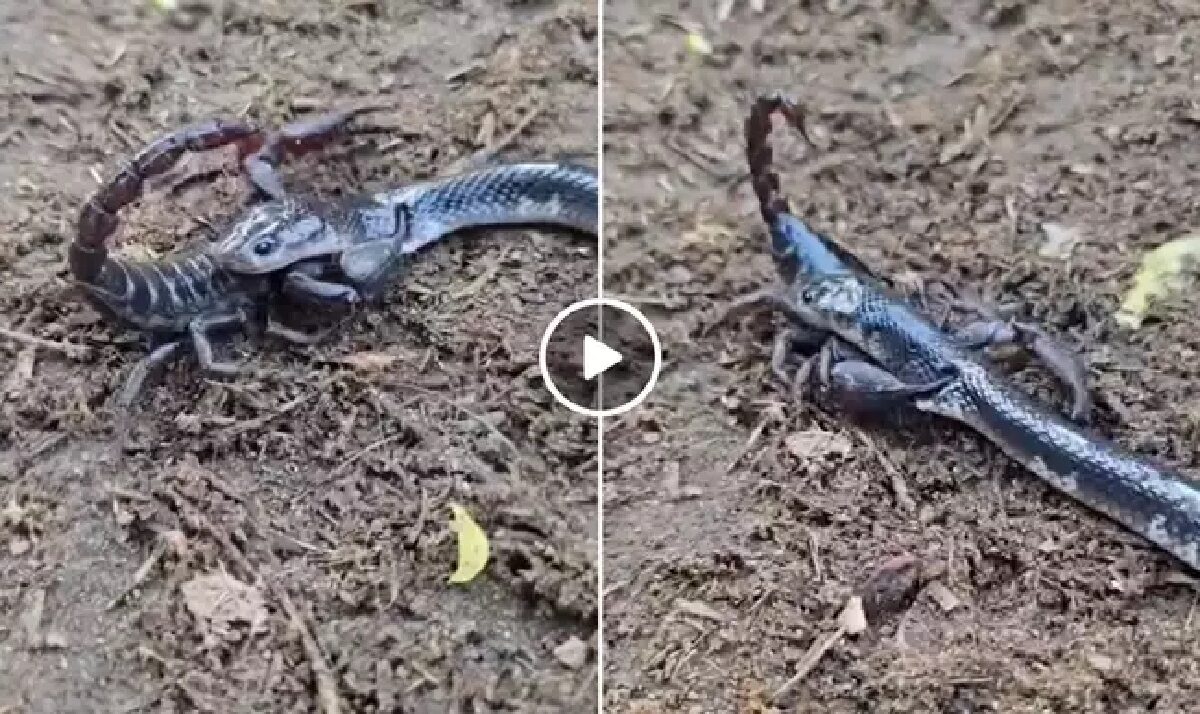 snake and scorpion fight