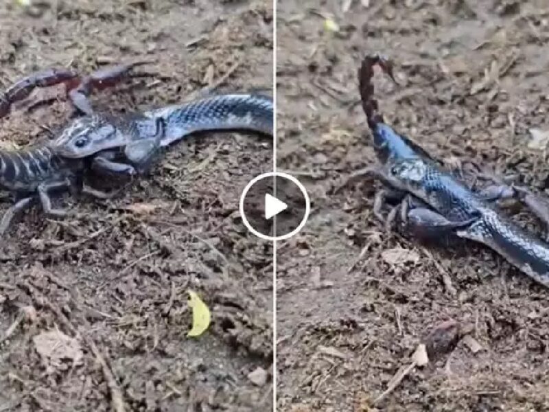 snake and scorpion fight