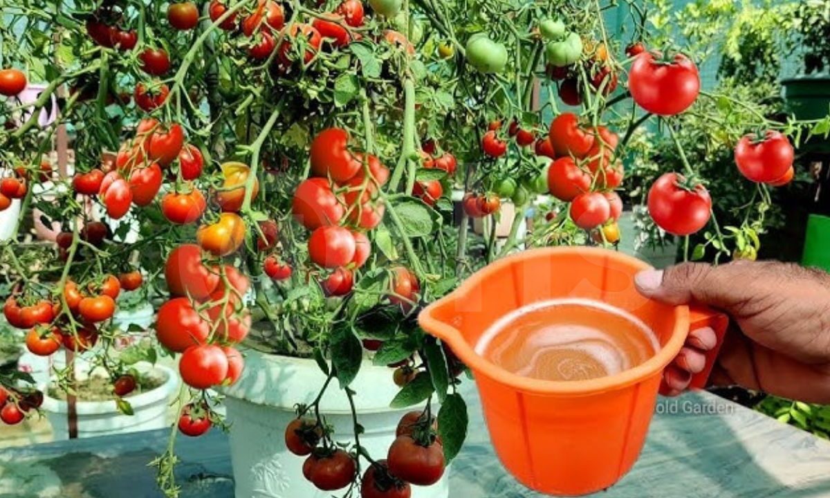 tomato