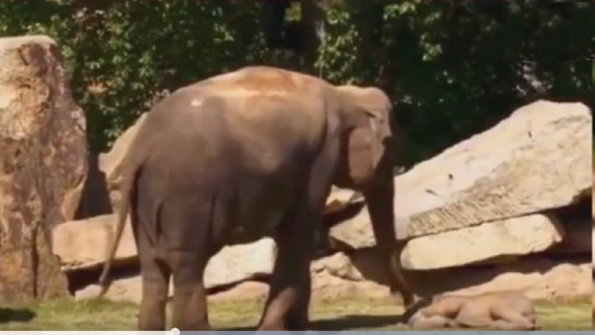 Elephant baby cute Video