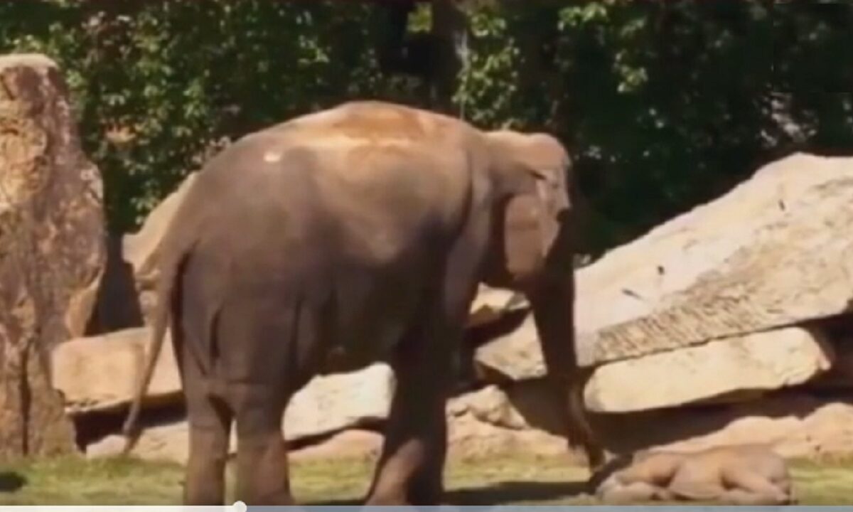 Elephant baby cute Video