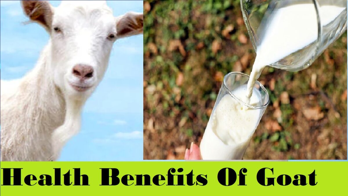 Health Benefits Of Drinking Goat Milk