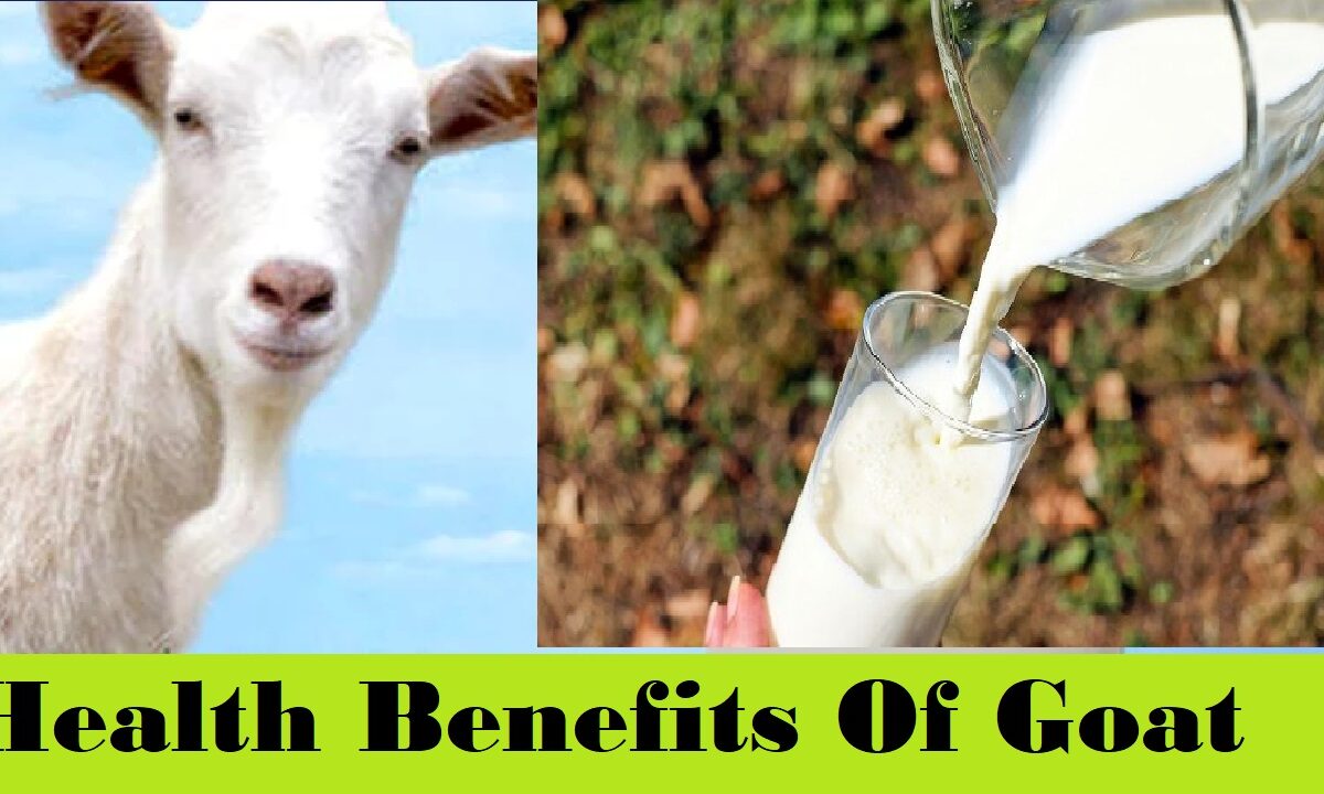 Health Benefits Of Drinking Goat Milk