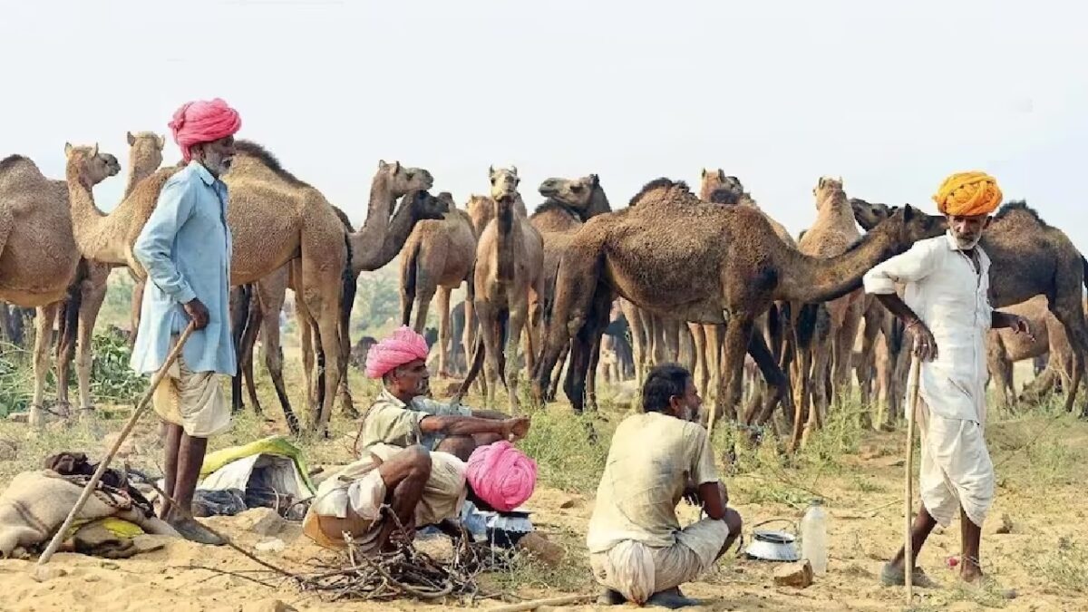 camel farming incentive amount