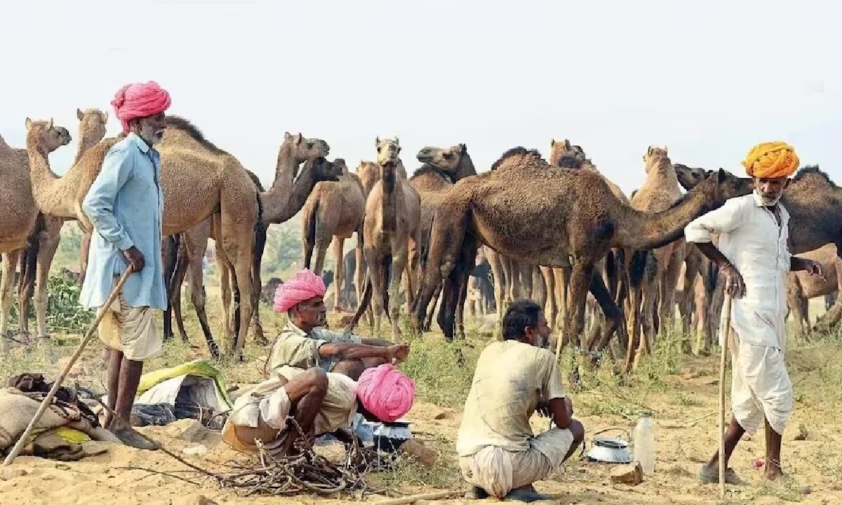 camel farming incentive amount