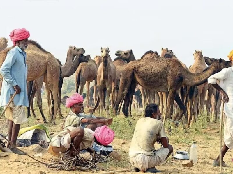 camel farming incentive amount