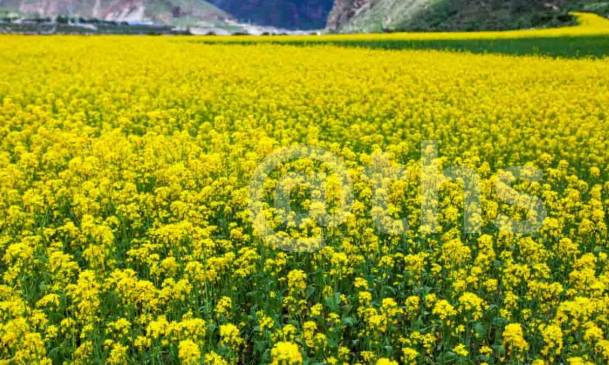 mustard farming