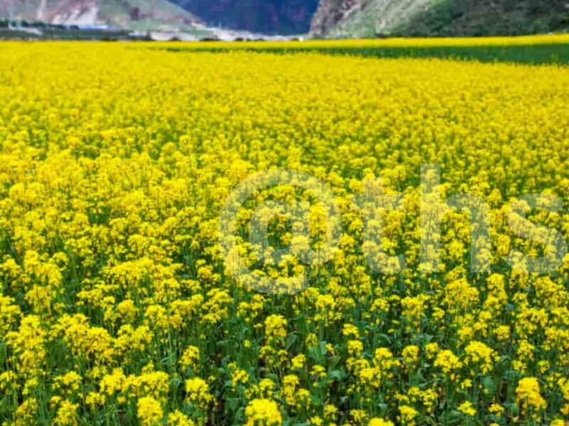 mustard farming