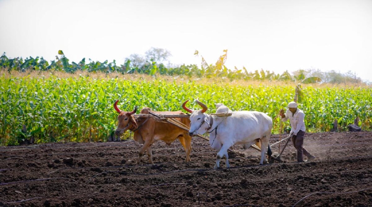 organic farming