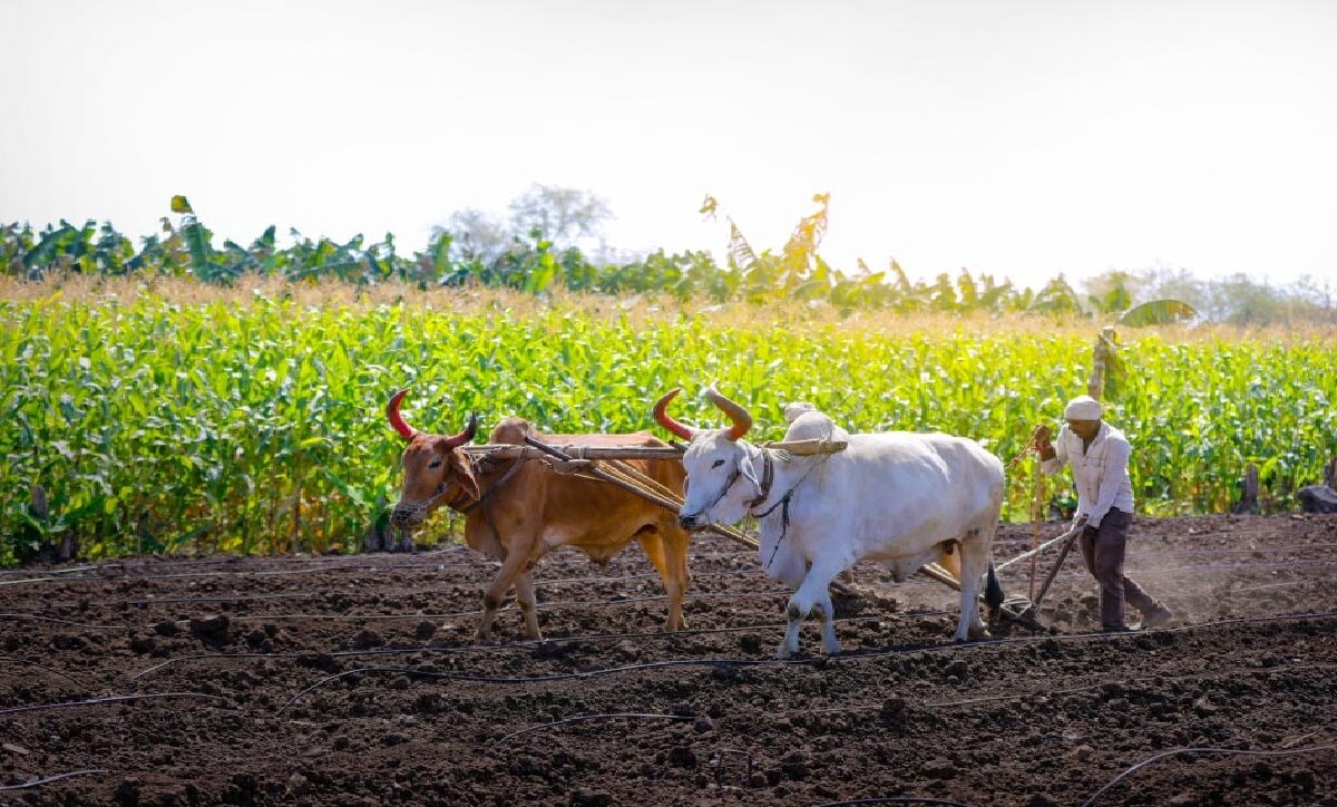 organic farming