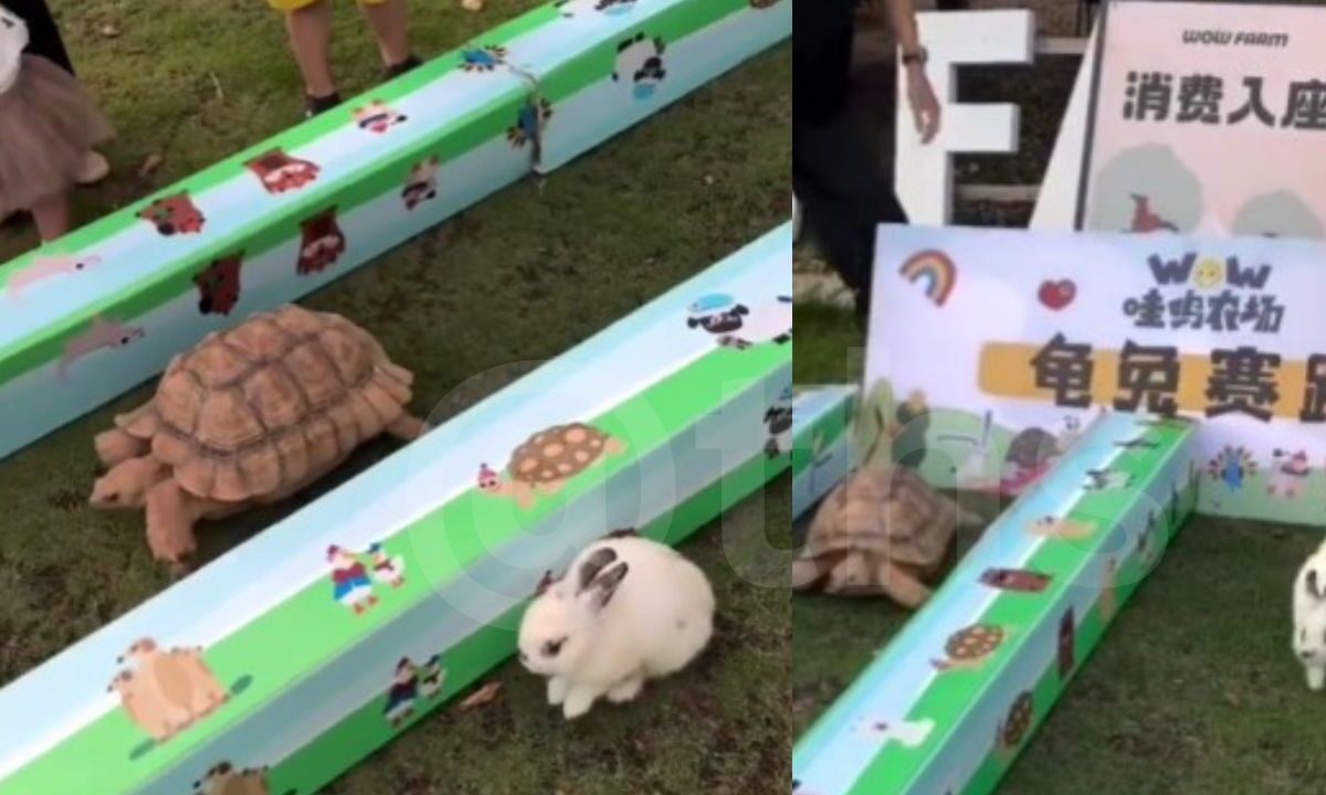 tortoise and rabbit