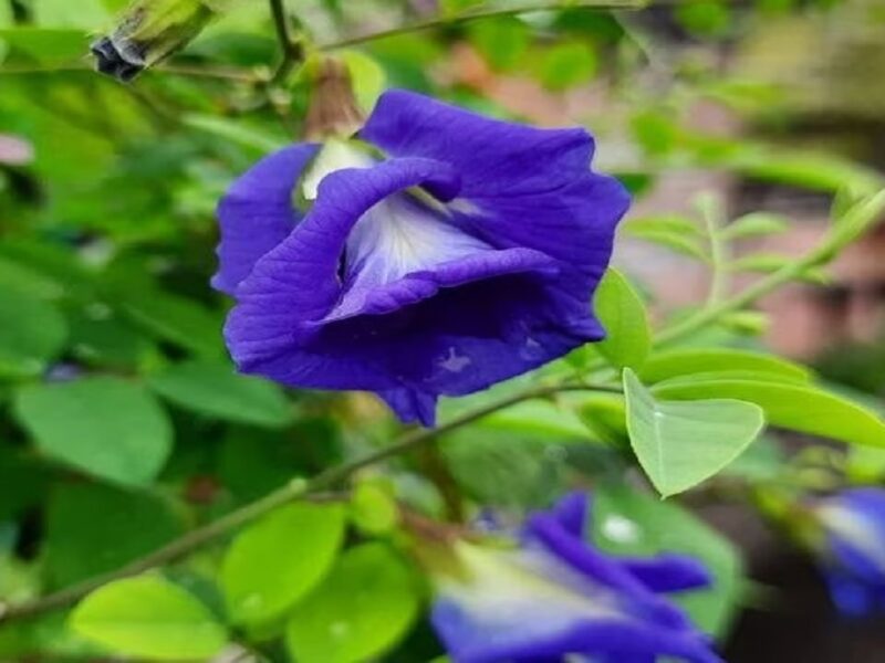 Aparajita Flower Blue Tea Benefits