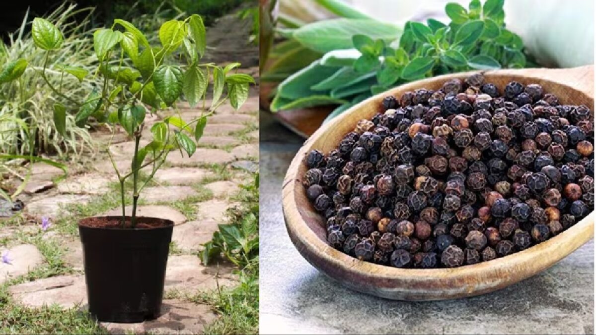 Grow black pepper in pot