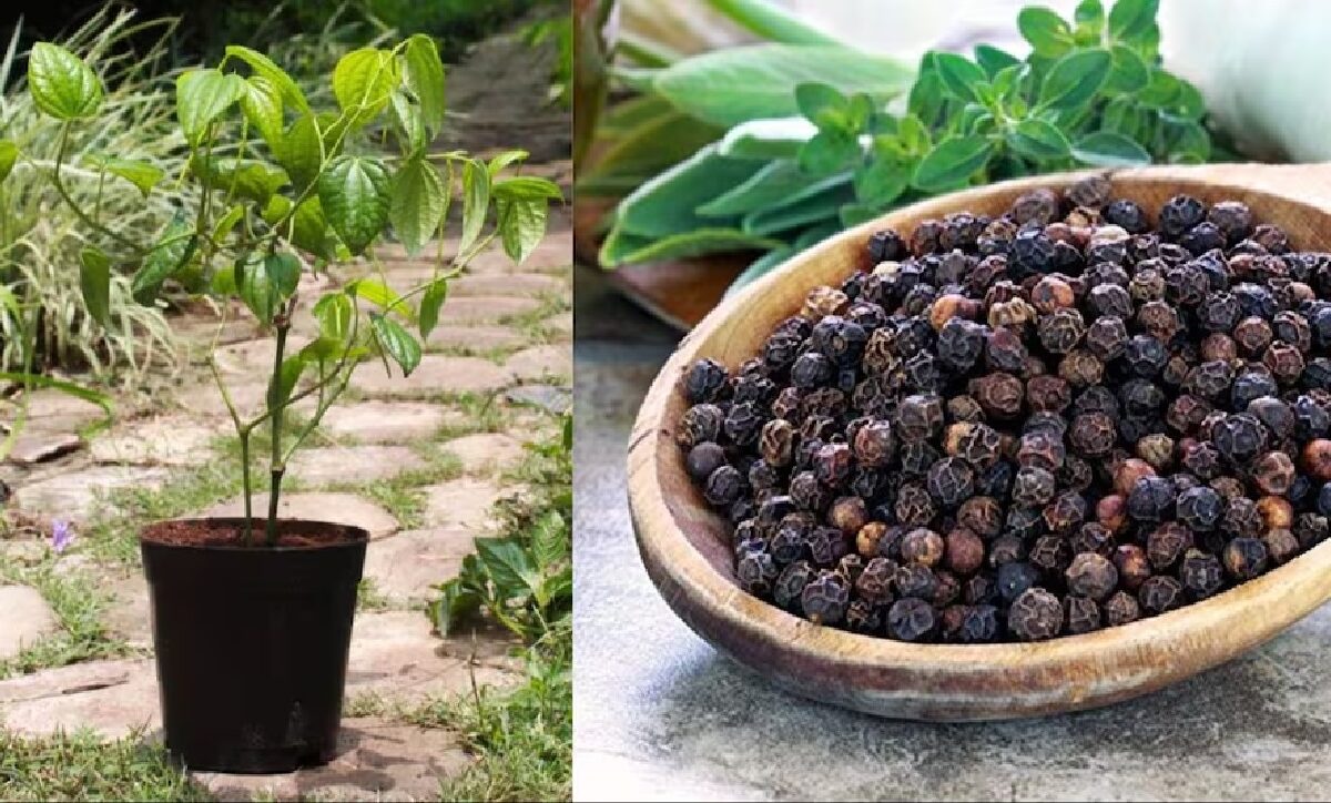 Grow black pepper in pot