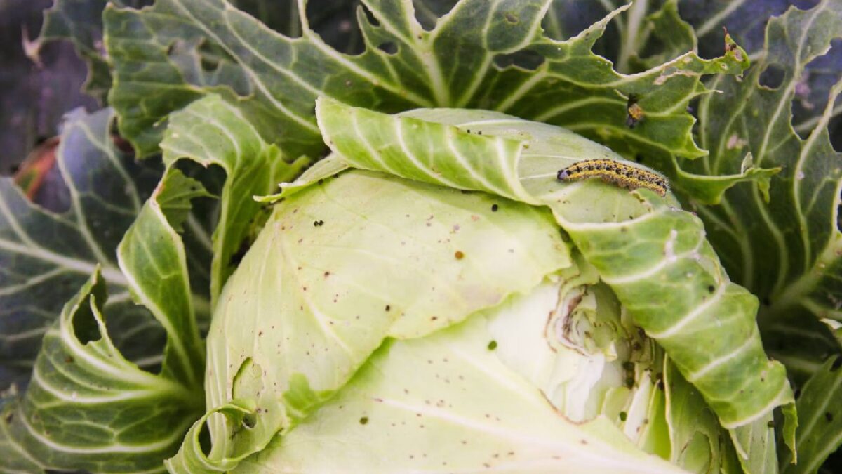 How to clean cabbage