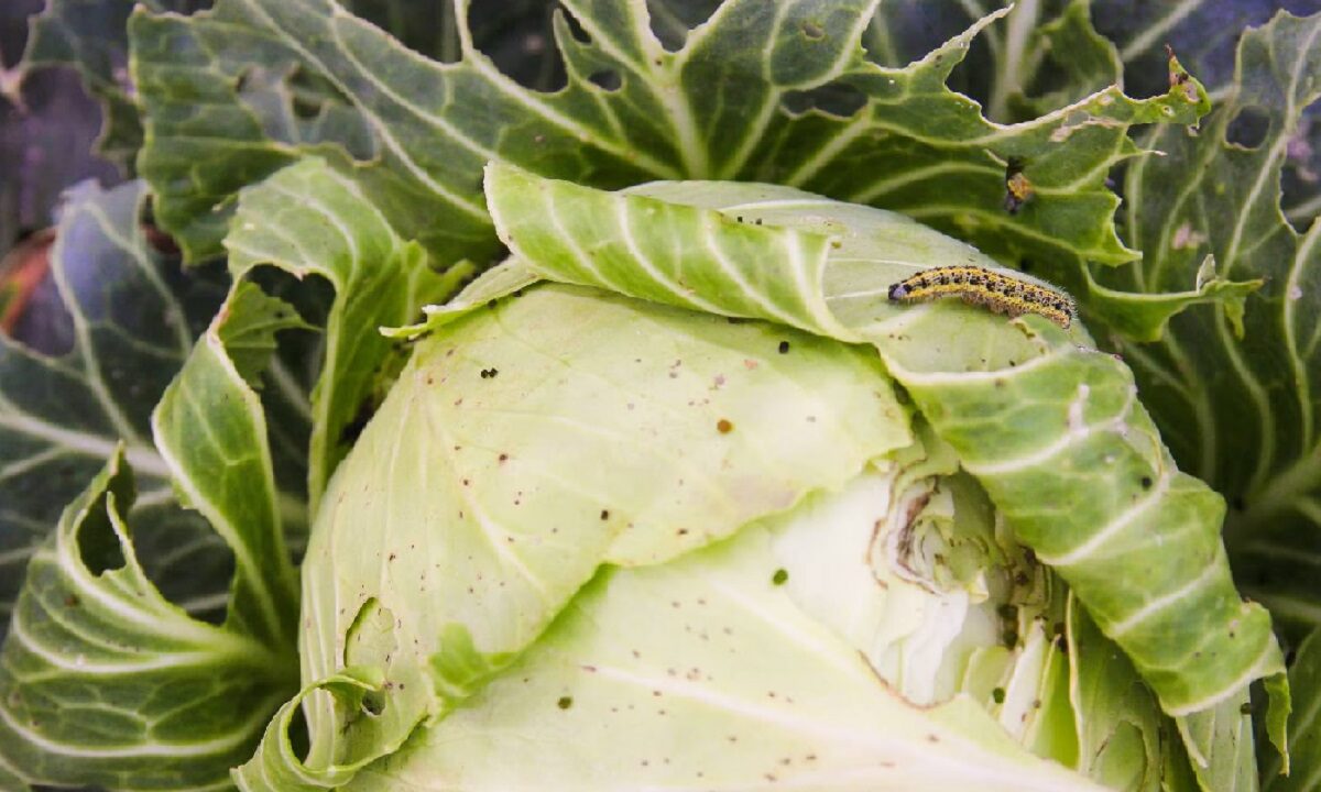 How to clean cabbage