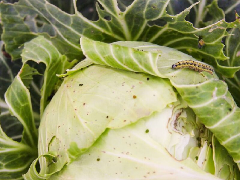 How to clean cabbage