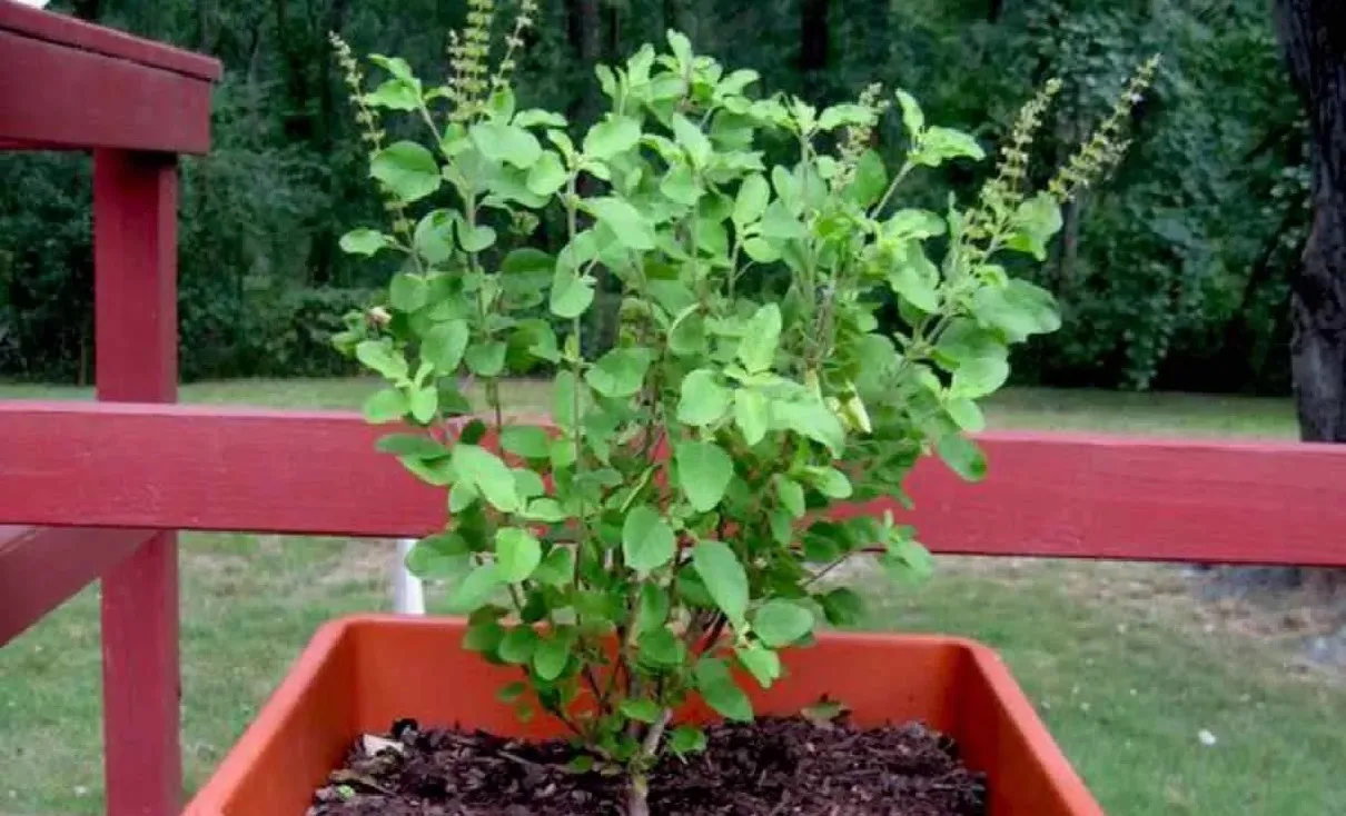 Tulsi Vastu Tips