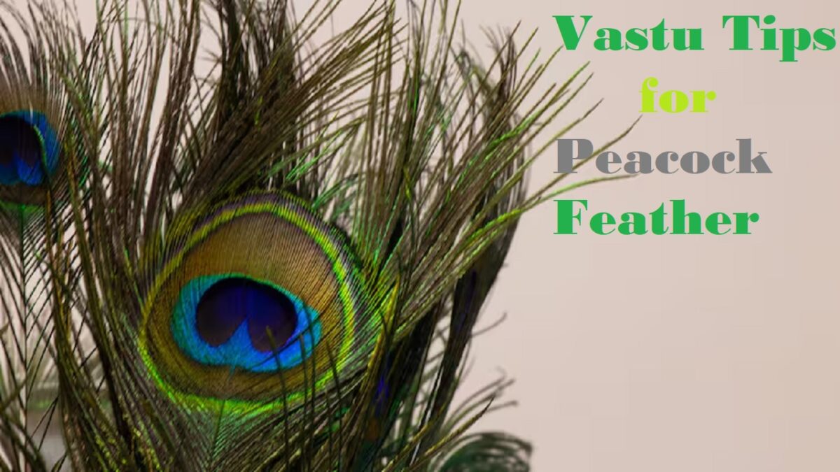 Vastu Tips for Peacock Feather