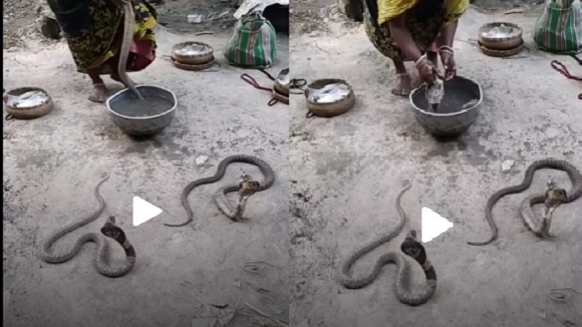 Woman seen bathing a cobra snake