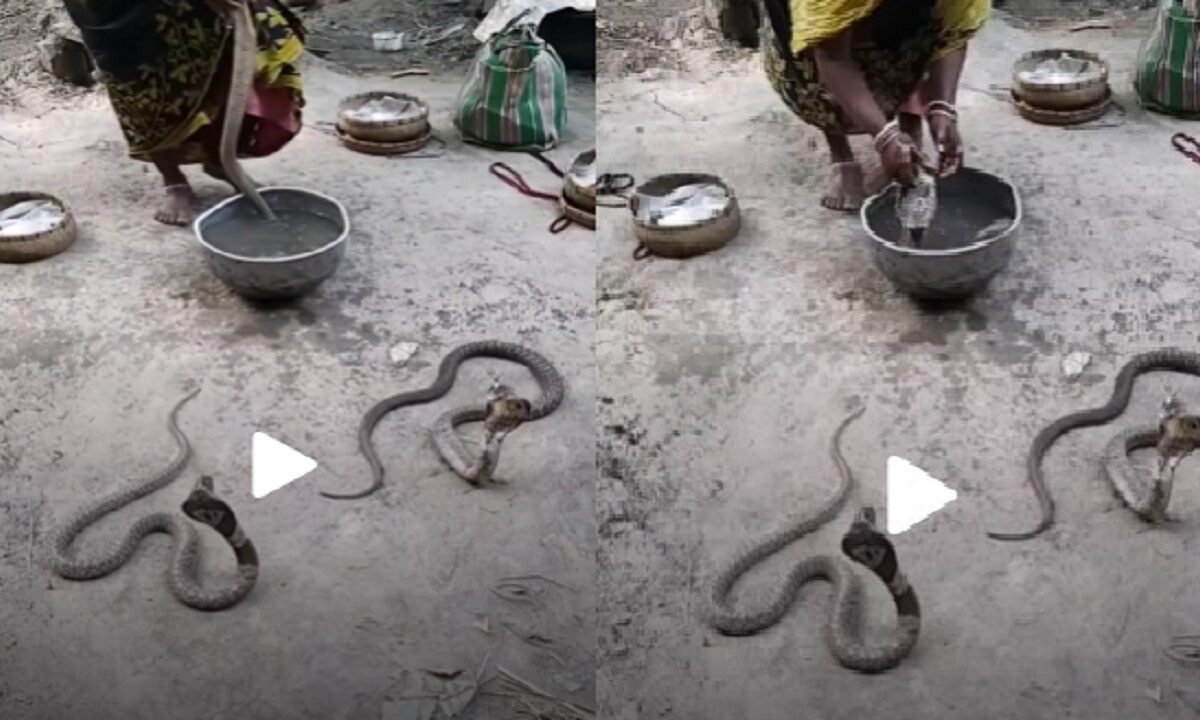 Woman seen bathing a cobra snake