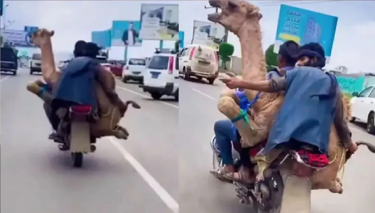 Camel Sit On A Bike