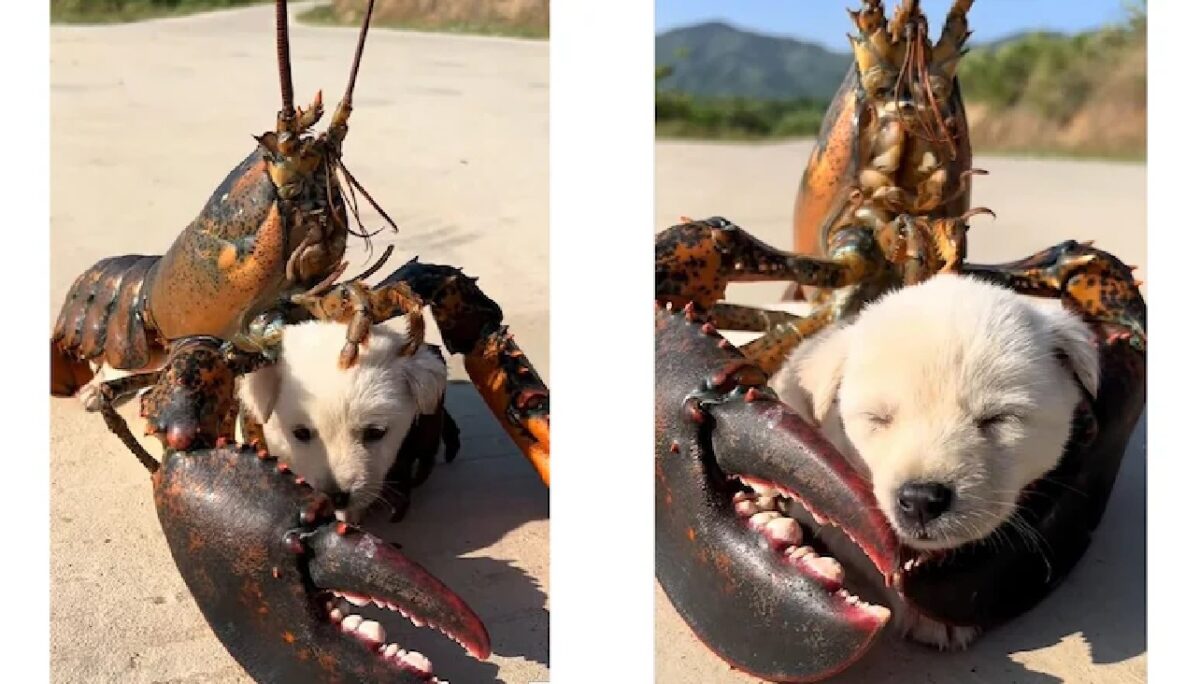 Puppy and Crab Friendship Video