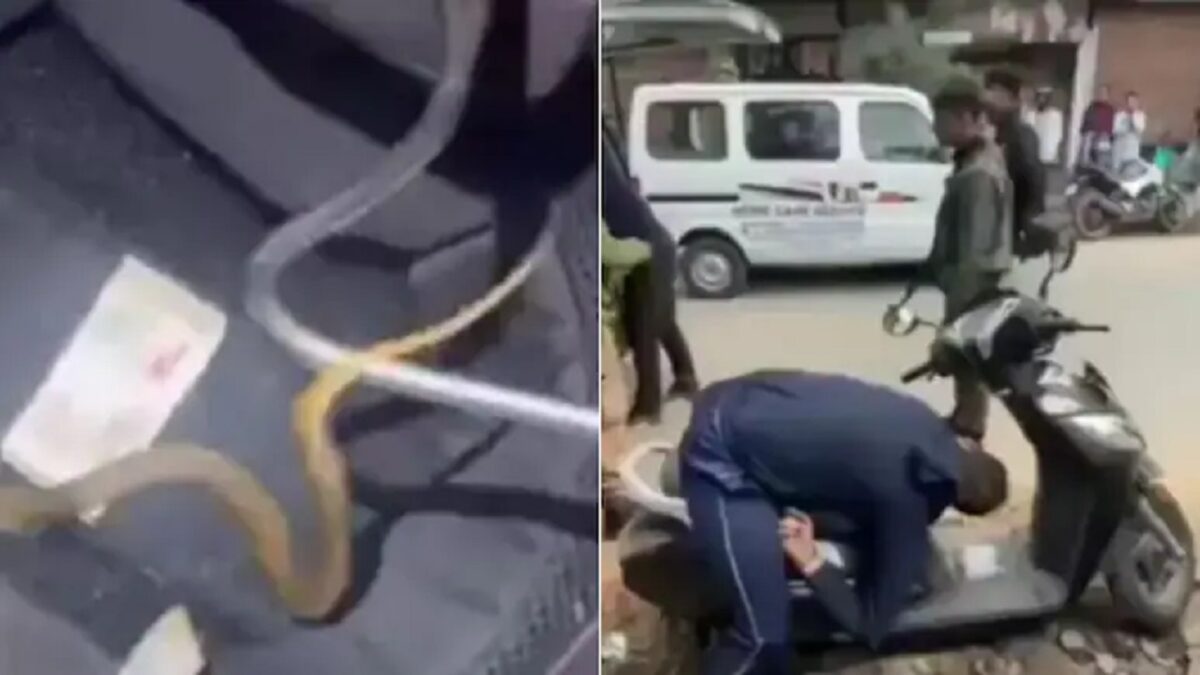 Venomous Baby Cobra In Helmet