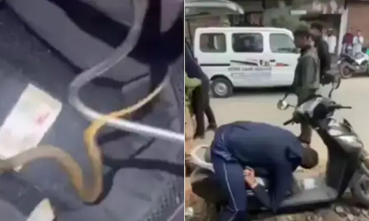 Venomous Baby Cobra In Helmet