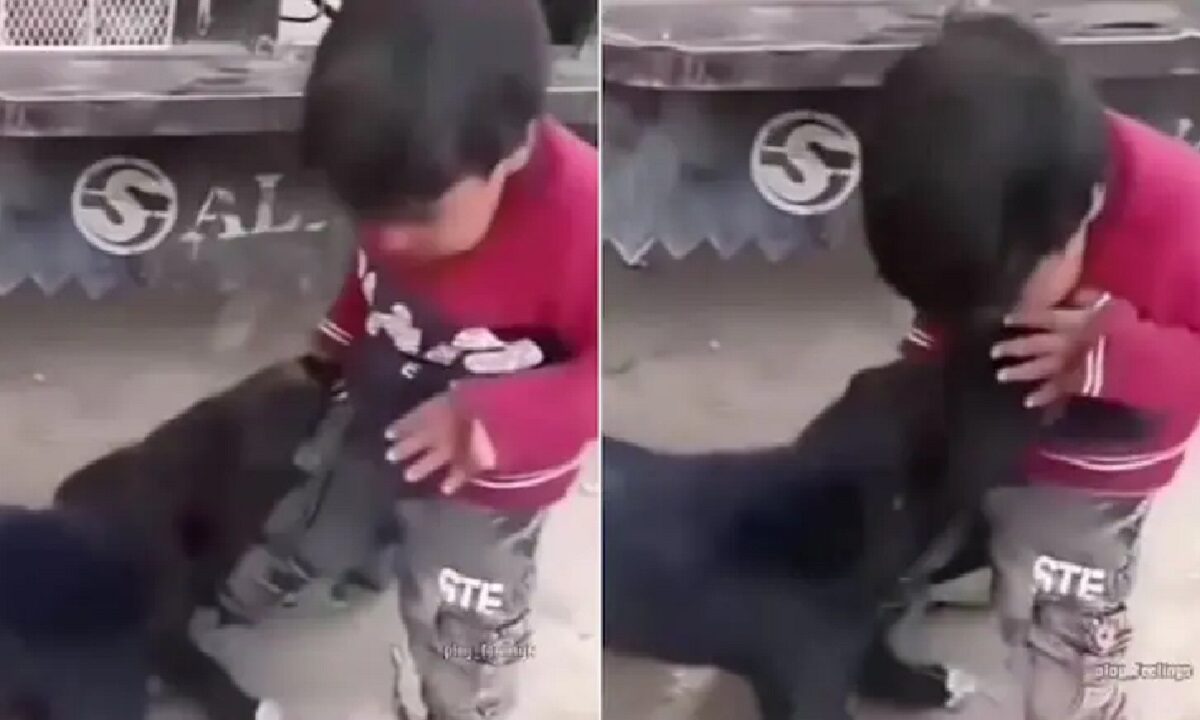 Kid bites Dog Video Viral