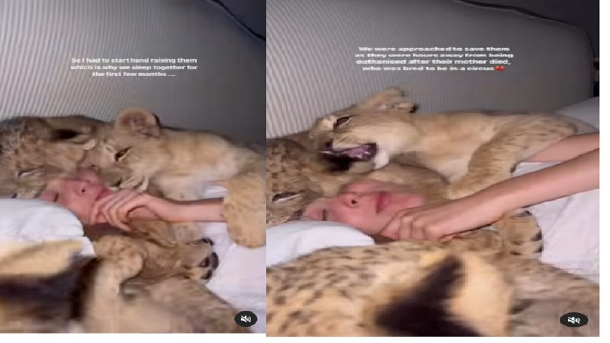 Lion cubs video