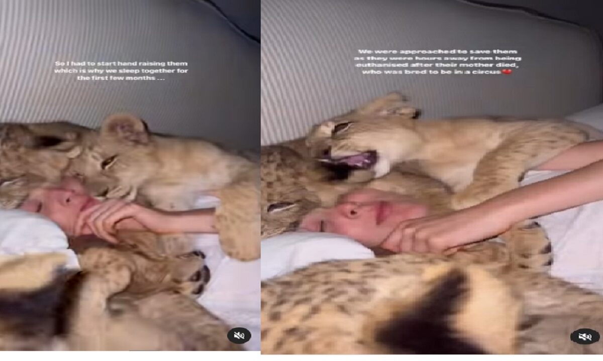 Lion cubs video