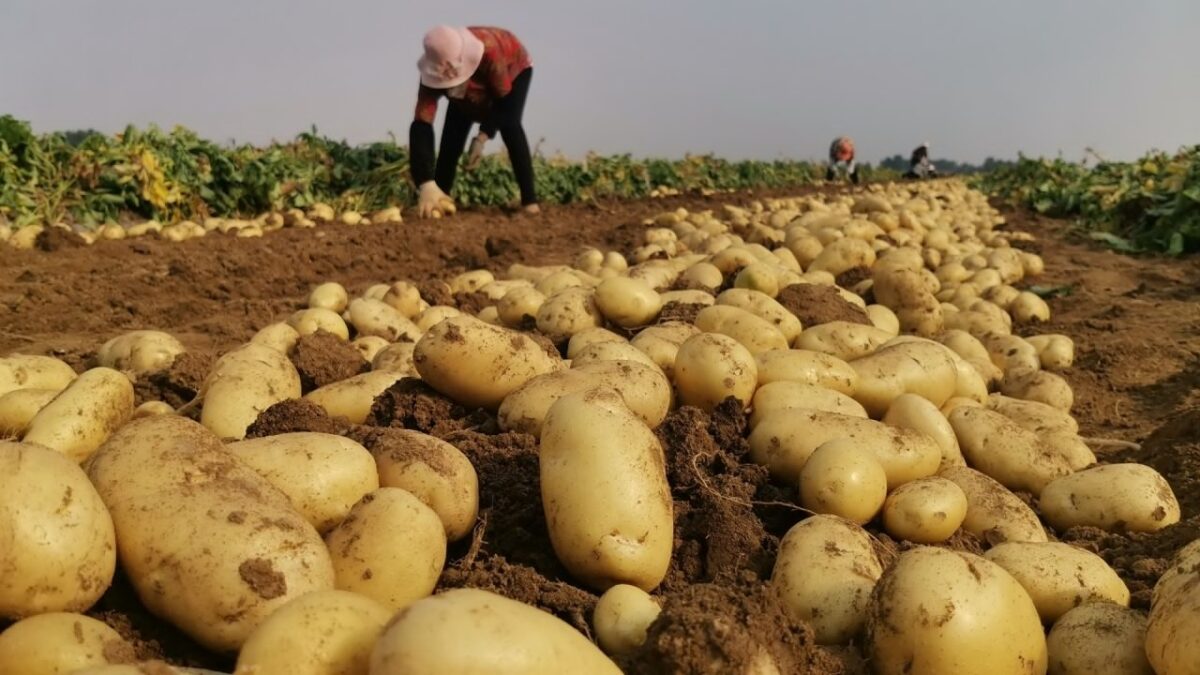 potato farming