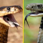 Indian Cobra vs King Cobra