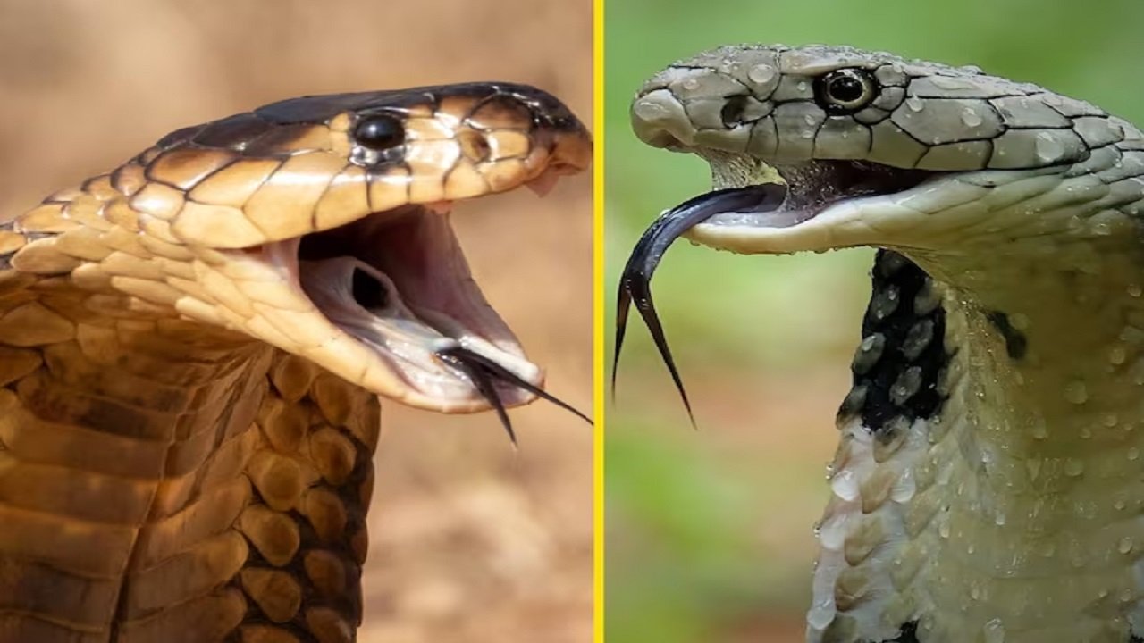 Indian Cobra vs King Cobra